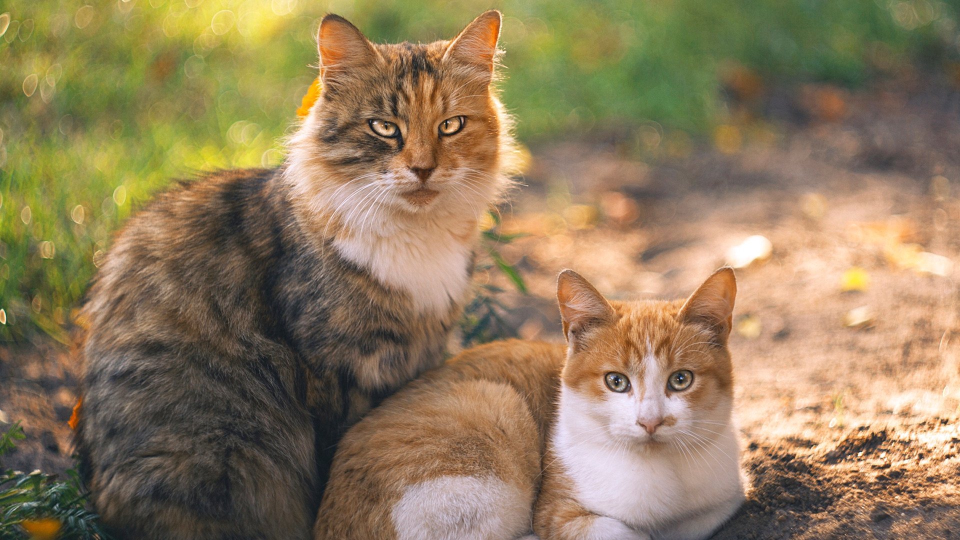 开云官网-足球与速度的碰撞，埃及大胜乌拉圭，加维闪耀F1赛场
