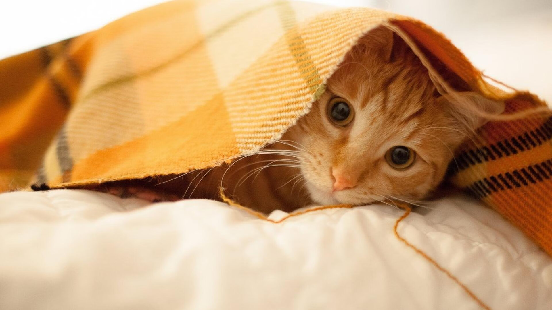 神锋的火焰，铁骑的洪流—足球世界的两极胜利法则