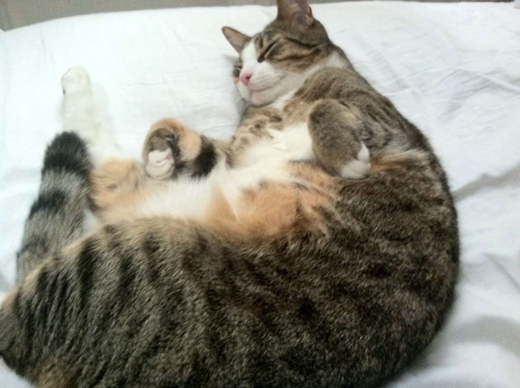 跨界收割者，从雷恩的绿茵铁蹄到梅西的致命优雅