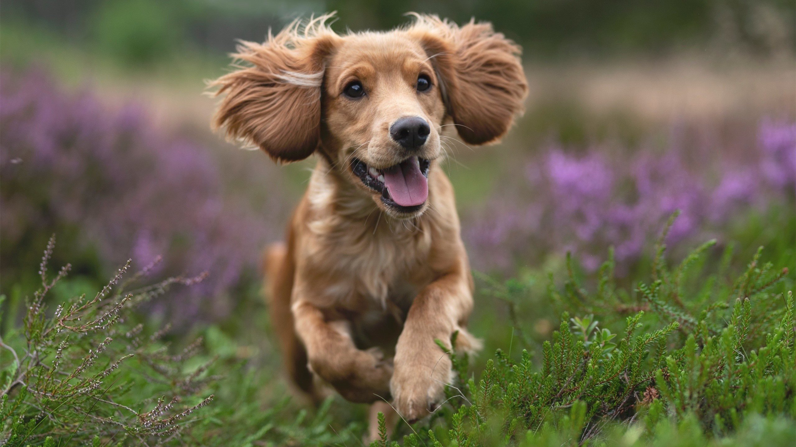 开云下载-刀锋划破悬念，弗拉霍维奇一击定乾坤，马赛梦碎于日本切割