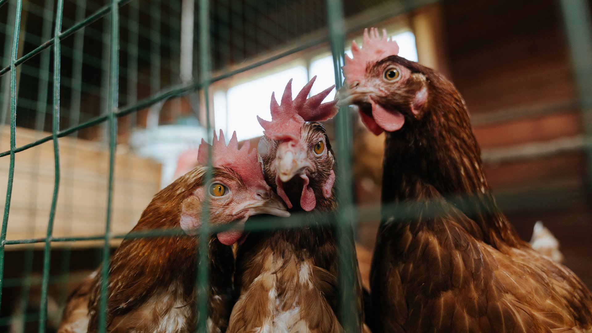 乔治关键制胜！北京队主场横扫步行者取得历史性胜利