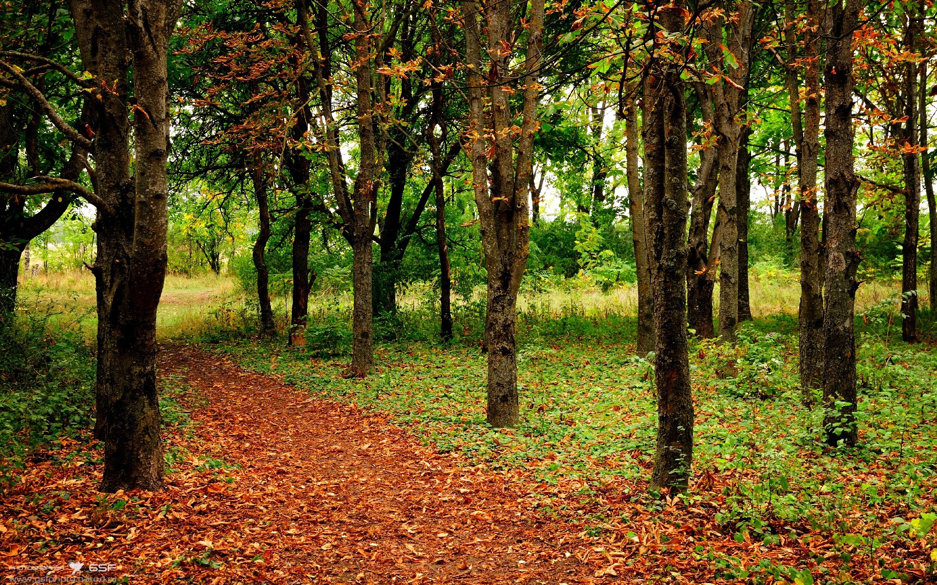 世界杯变美洲杯？骑士闪电战击溃北美雷霆！