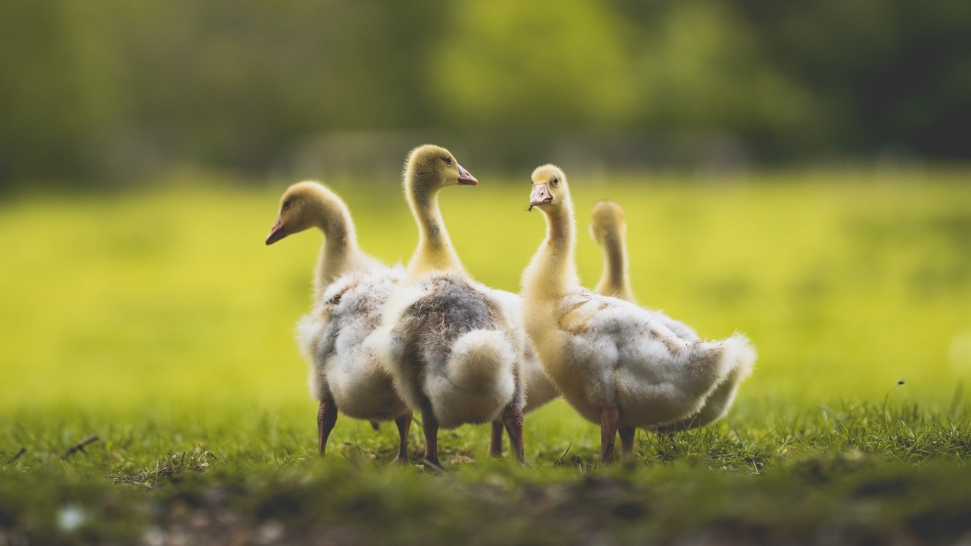 开云体育app-范弗利特用10次助攻拆解北京队！凯尔特人战术革命掀翻卫冕冠军