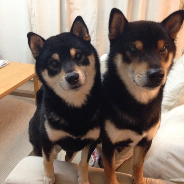 双星耀世，F1争冠夜的终极舞台与维尼修斯的破茧成蝶