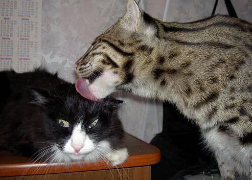 黄沙防线崩于一人！努涅斯上演雪崩式进球，西班牙在沙特遭遇战术滑铁卢