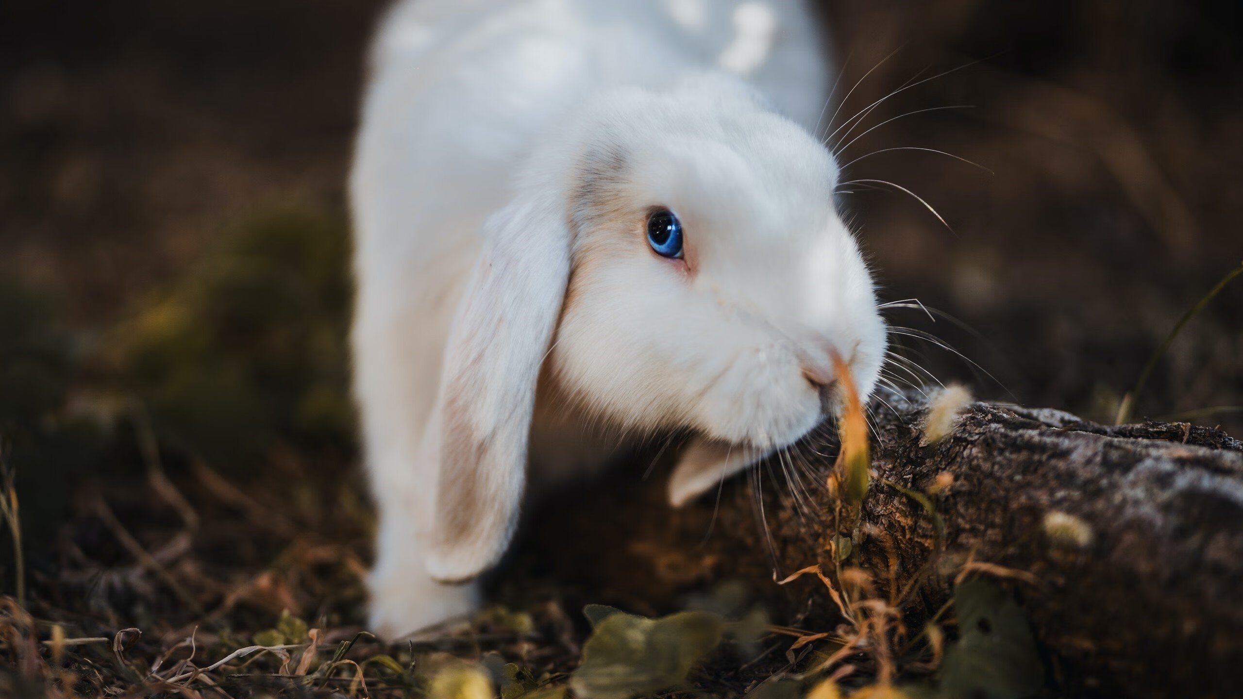 冰岛意志与阿坎吉时刻,当挑战者定义历史