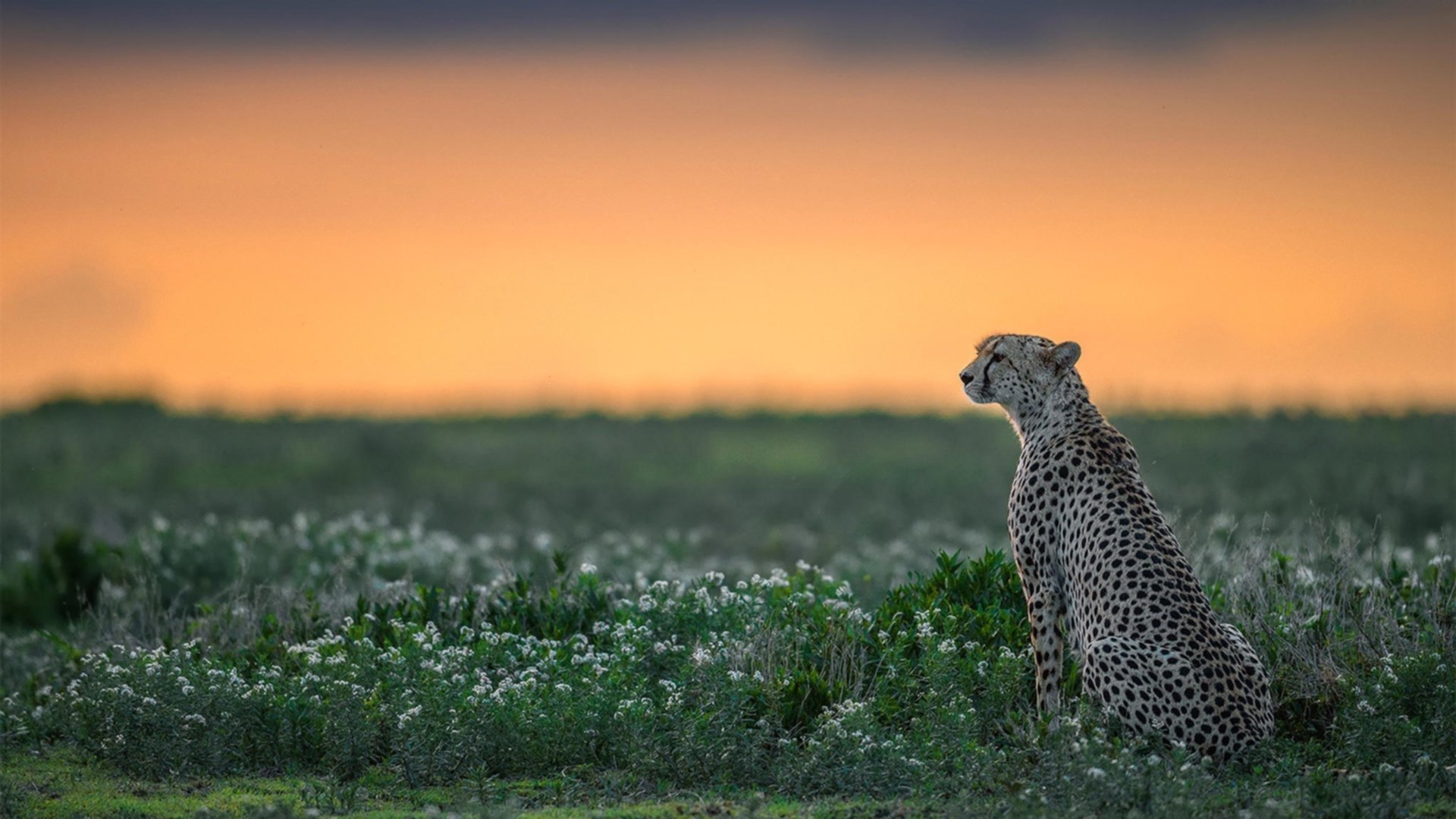 欧冠级绞杀，灰熊窒息式攻防让魔术沉没