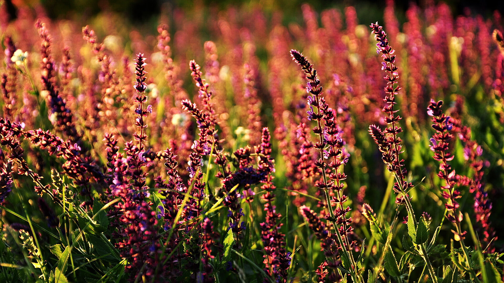 开云平台-孤胆改写历史；群狼淹没太阳，两种胜利，一种篮球哲学