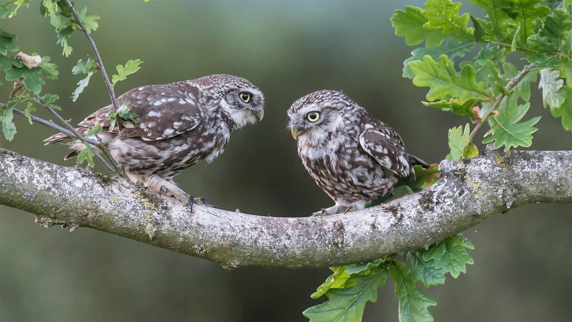 范弗利特穿越马布里通道，当纽约的橘色吞没北京之蓝