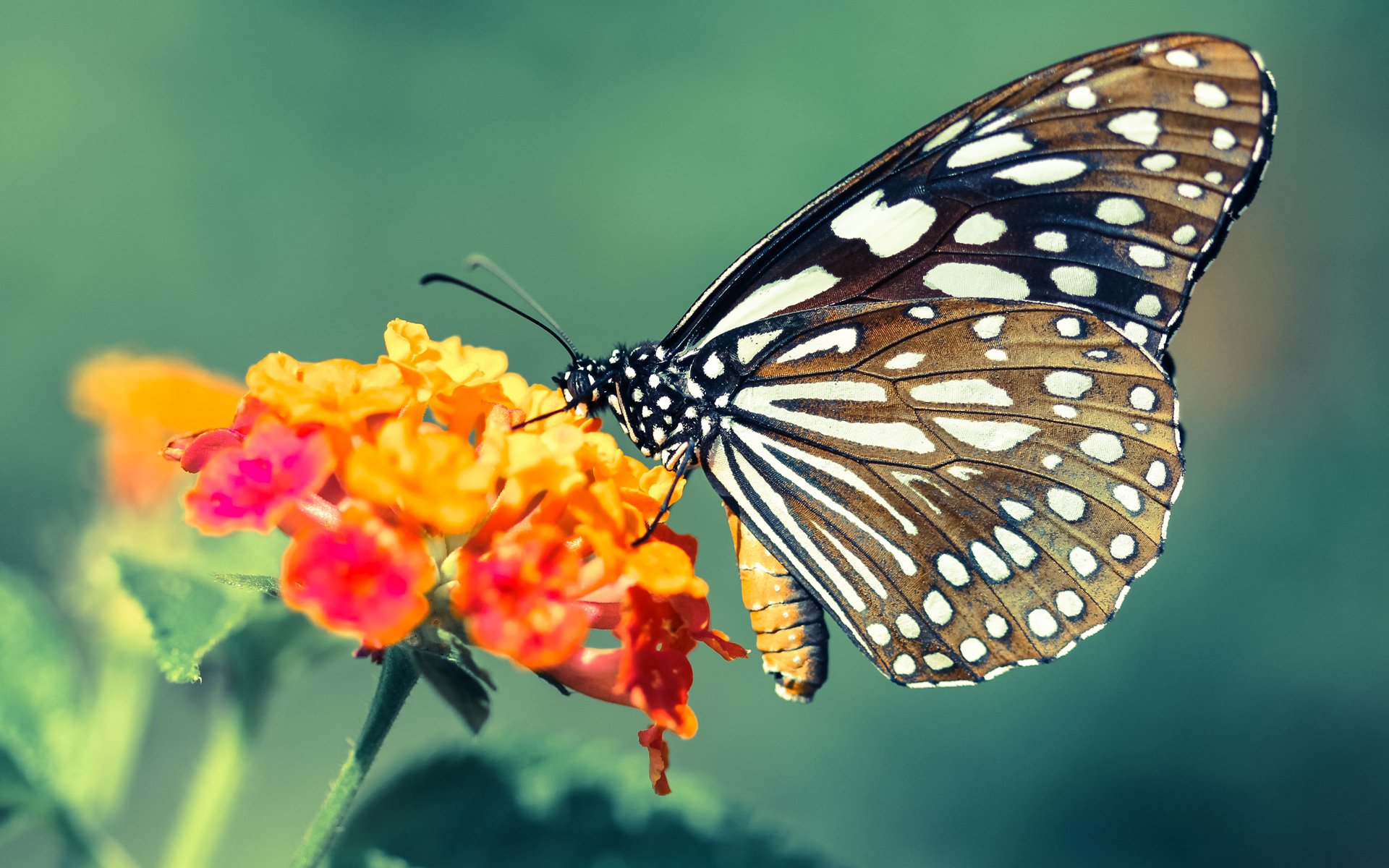 洪都拉斯书写足球史诗,金玟哉一锤定音终结马竞