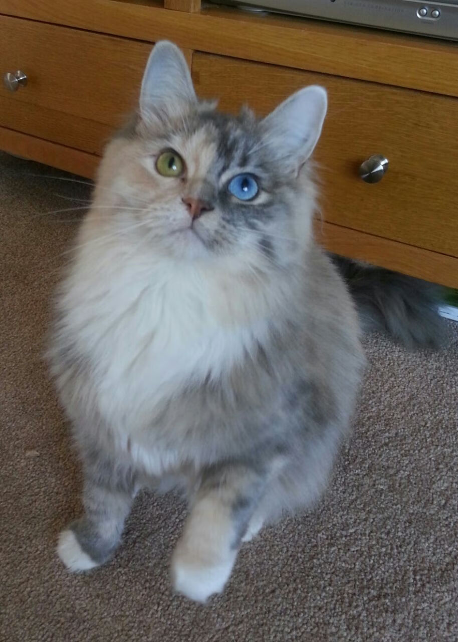 开云下载-跨界风暴，当国家德比与巅峰对决在同一天上演