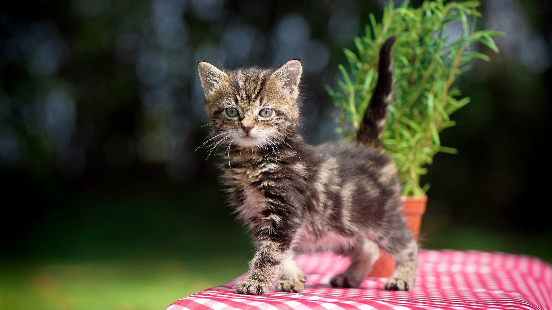 欧冠唯一剧本,塞维利亚只身带走雷恩,后卫阿什拉夫变身关键先生