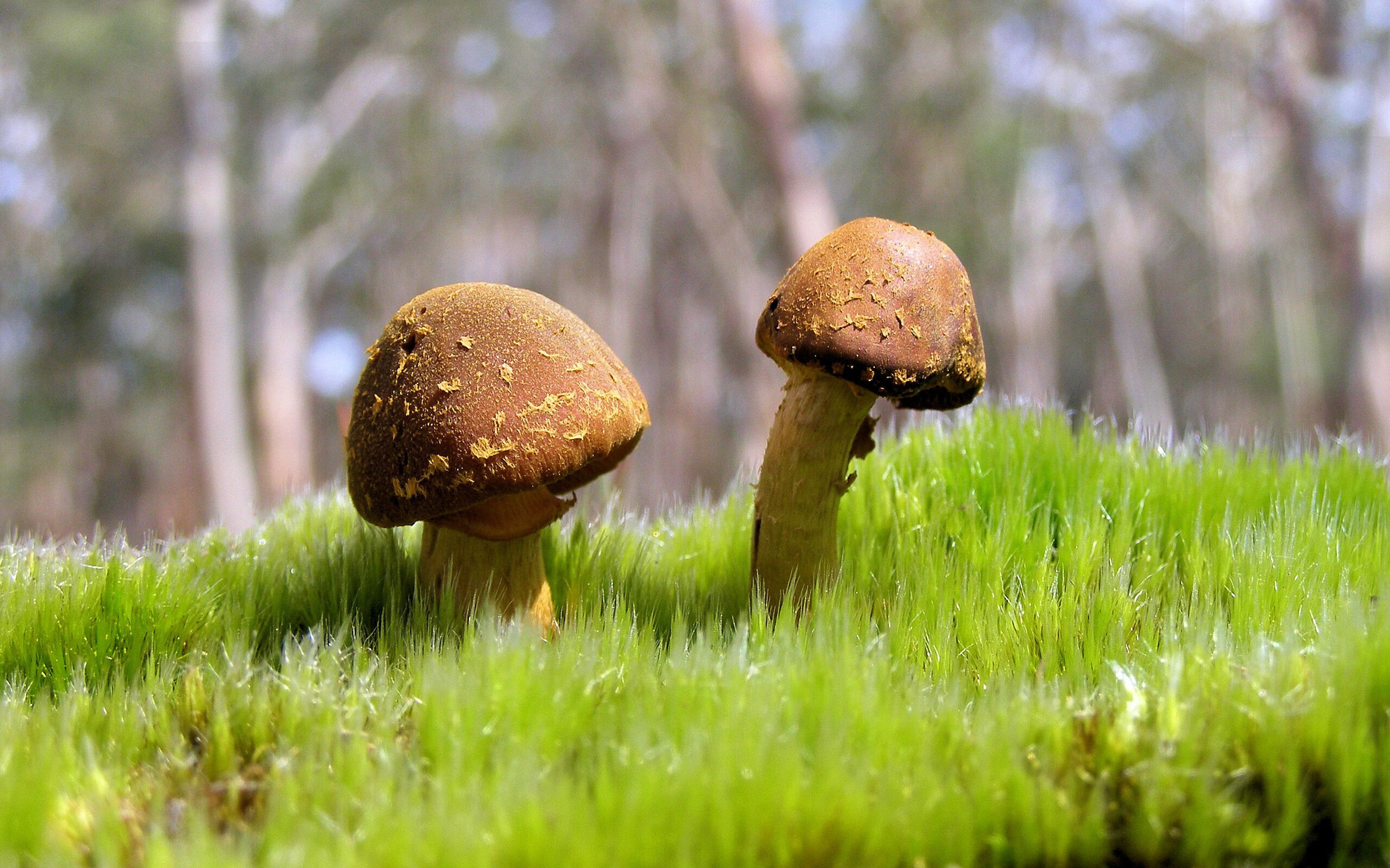 开云体育平台APP-睡美人苏醒,克莱一箭穿心,篮网夺冠征程斩落灰熊