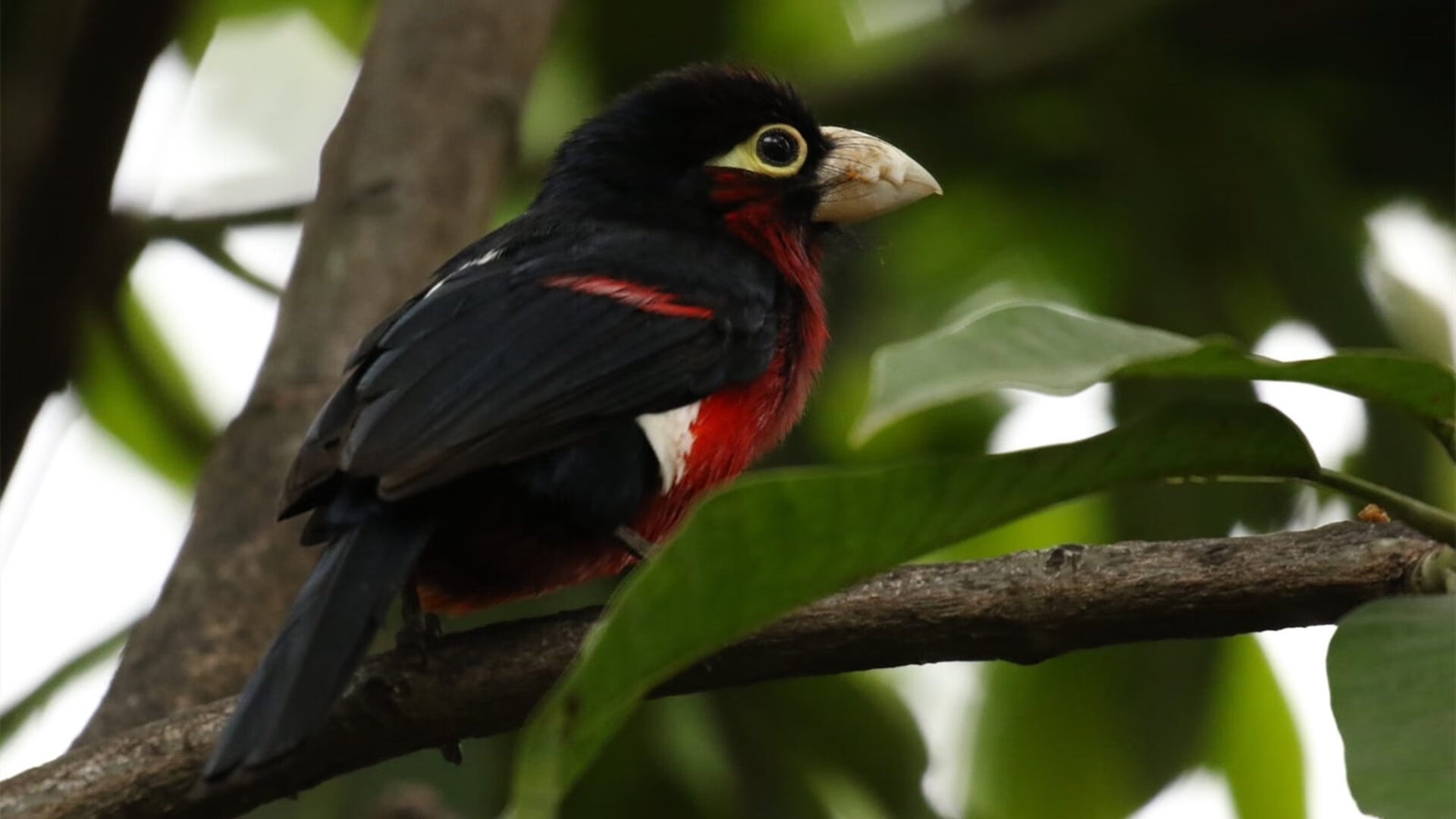 独火燎原，热火用一场非典型胜利，定义季后赛的残酷美学