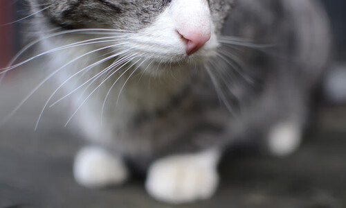 纬度冲突，当瑞士制霸洪都拉斯，苏亚雷斯在亚平宁接管比赛