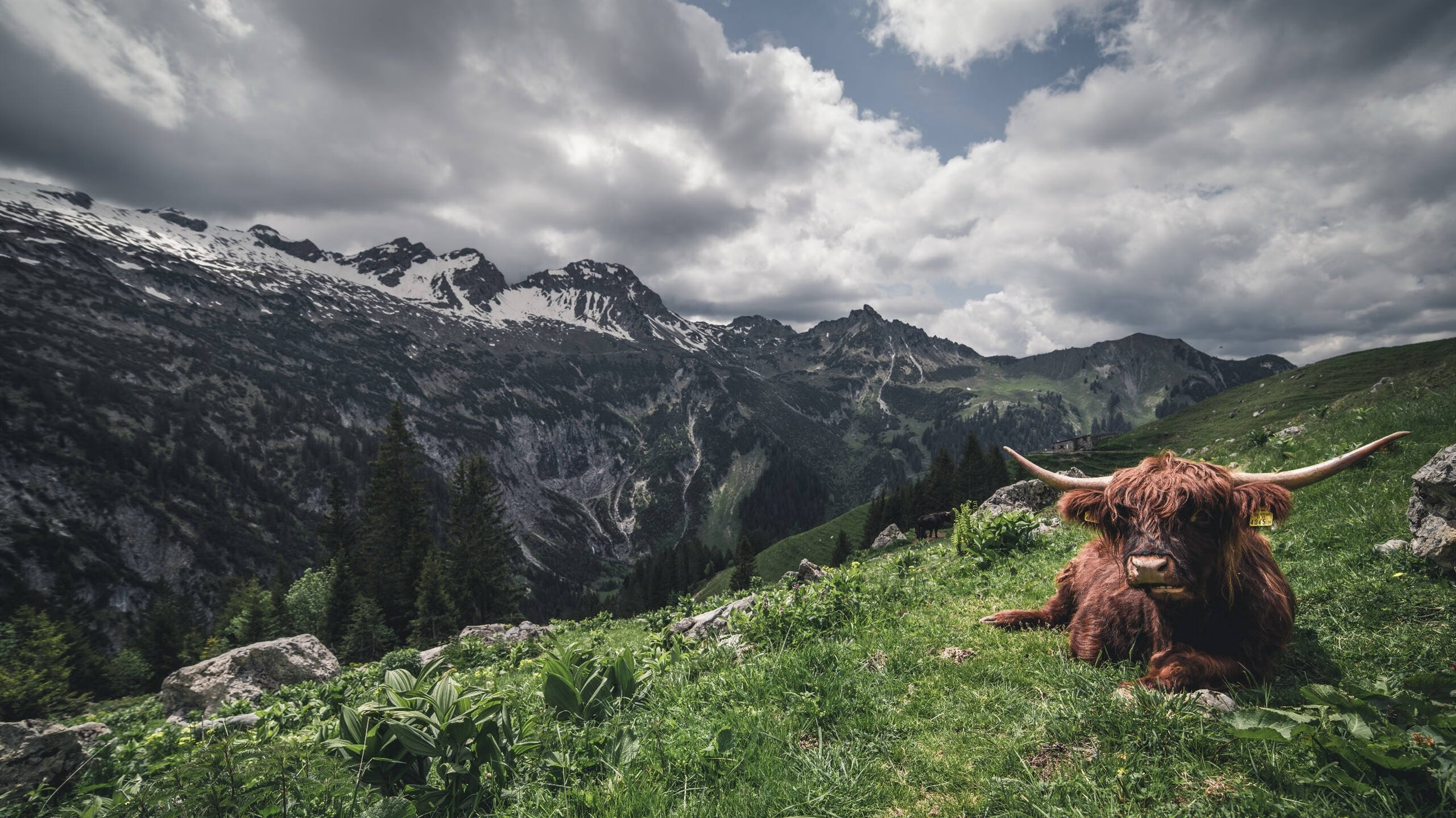足球世界的东决,莱比锡红牛如何用德国机器般的精密,粉碎亚特兰大的幻梦