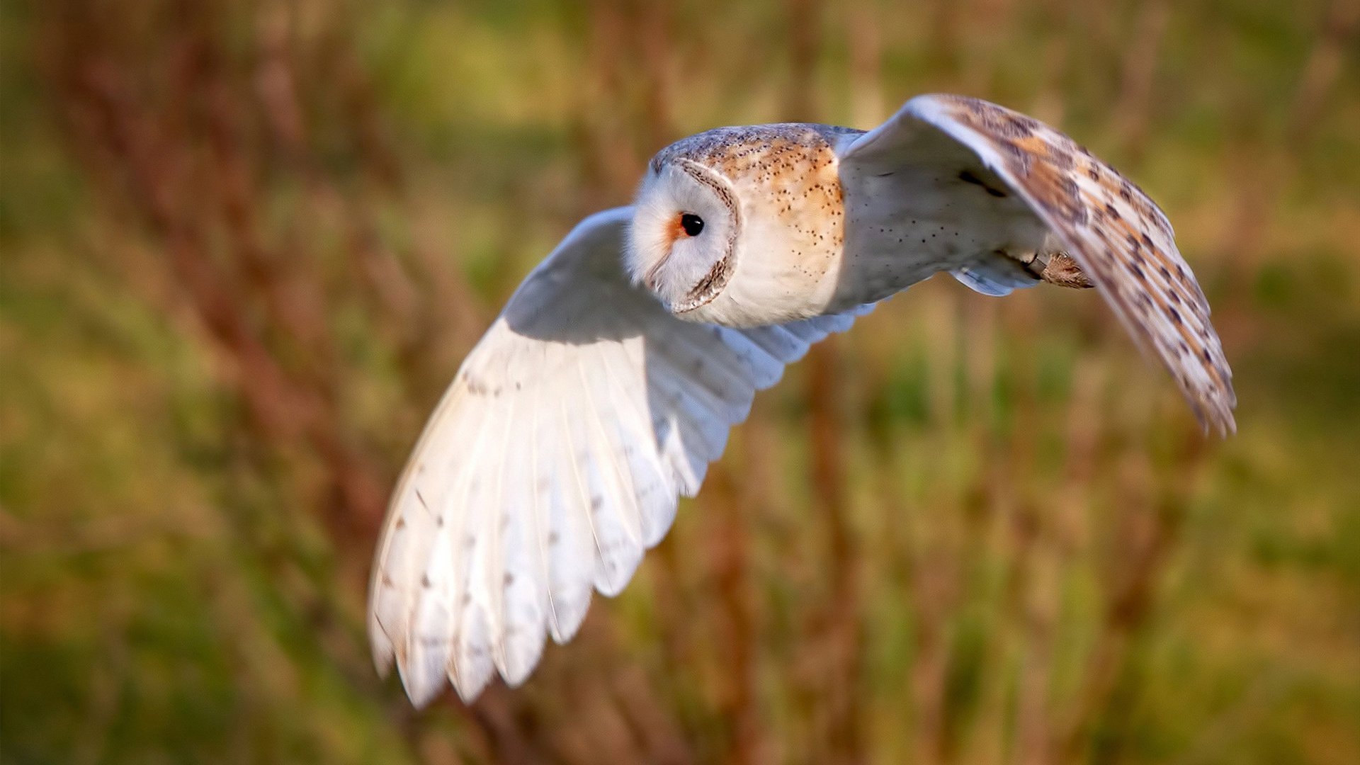 南方的风,双城的火,当德罗赞的中投凿穿黑夜,广东的淬火之路正逢黎明